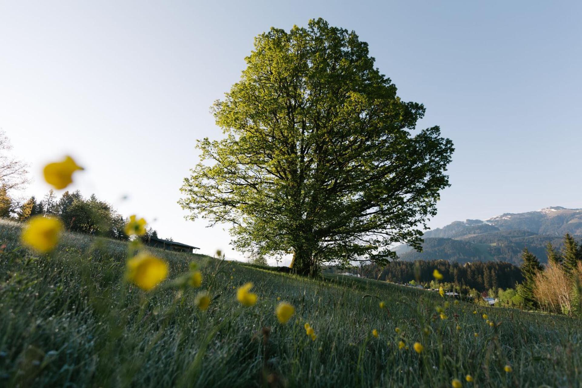 Dorfresort Kitzbuehel By Alps Resorts 瑞斯贝基茨比厄尔 外观 照片